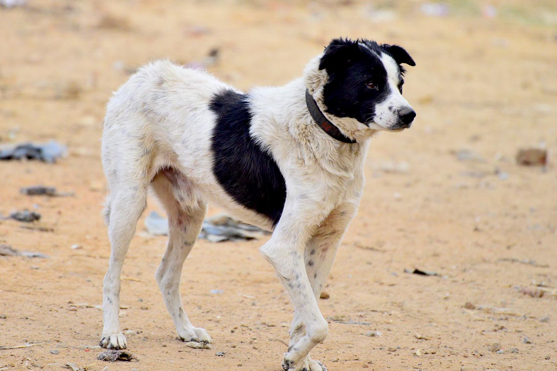 Puppy Love Sanctuary